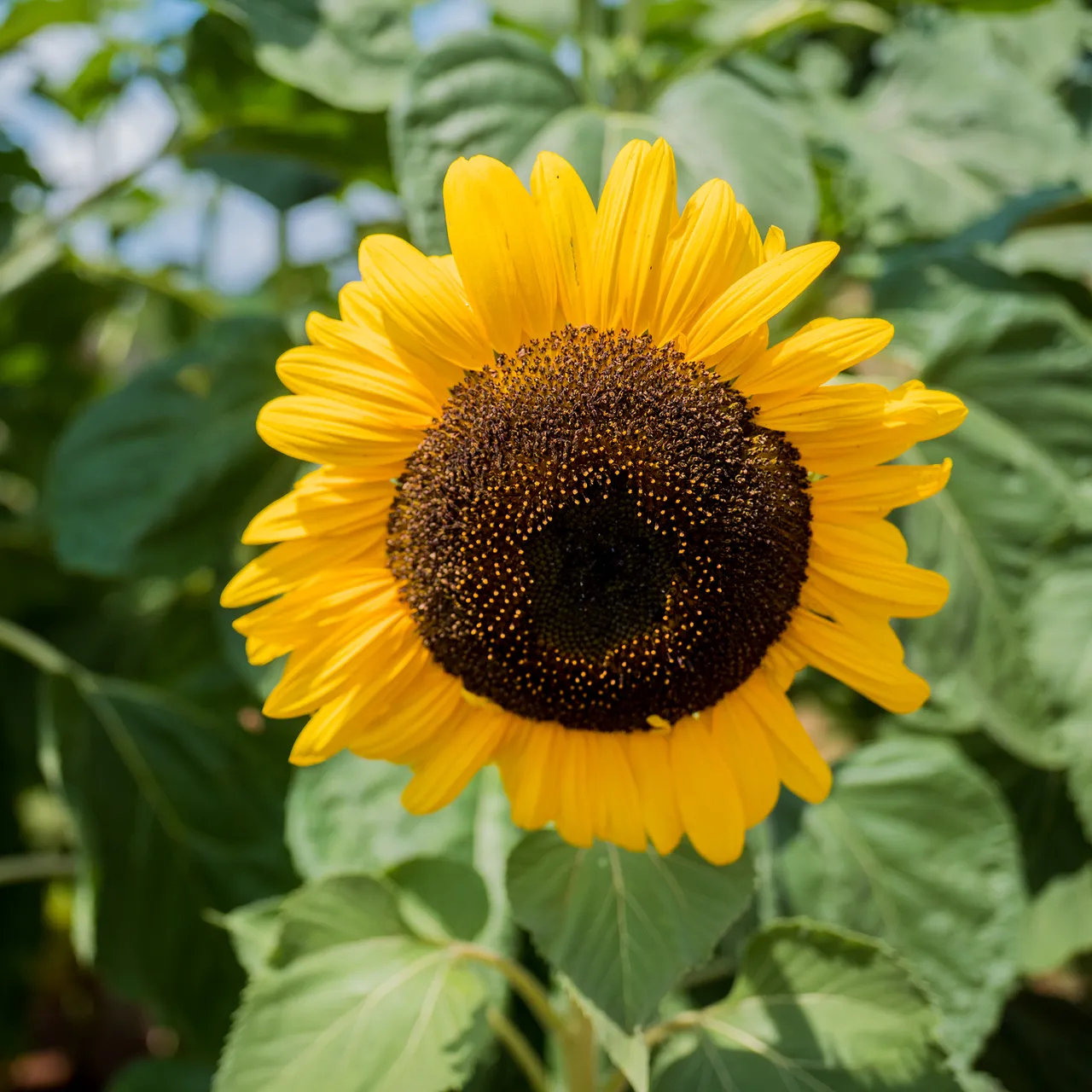 Arikara Sunflower Seeds (Helianthus annuus variety)