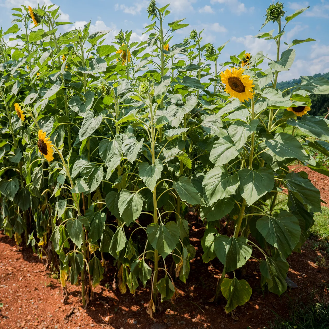 Arikara Sunflower Seeds (Helianthus annuus variety)