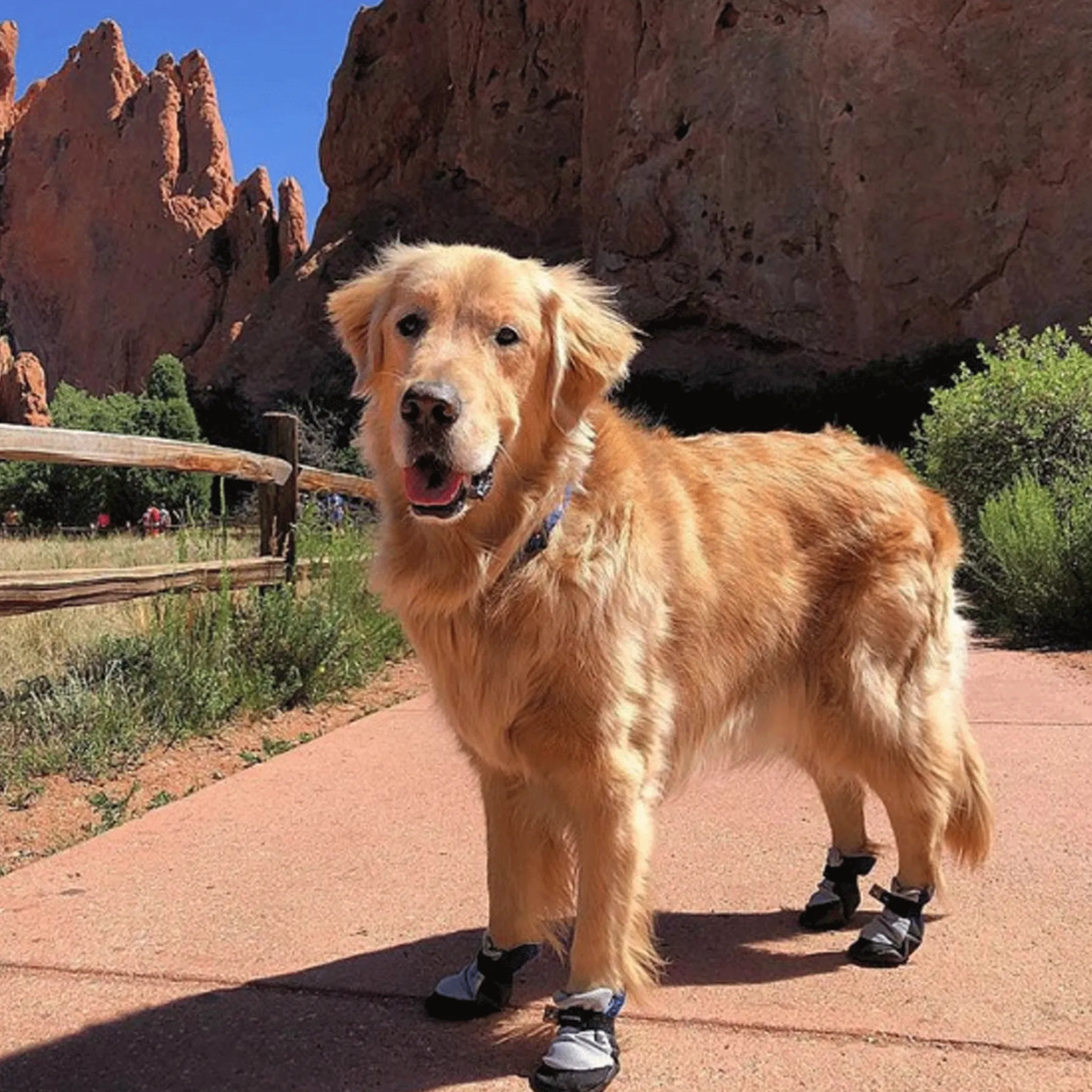 Lavasox Marina Blue Urban Dog Booties